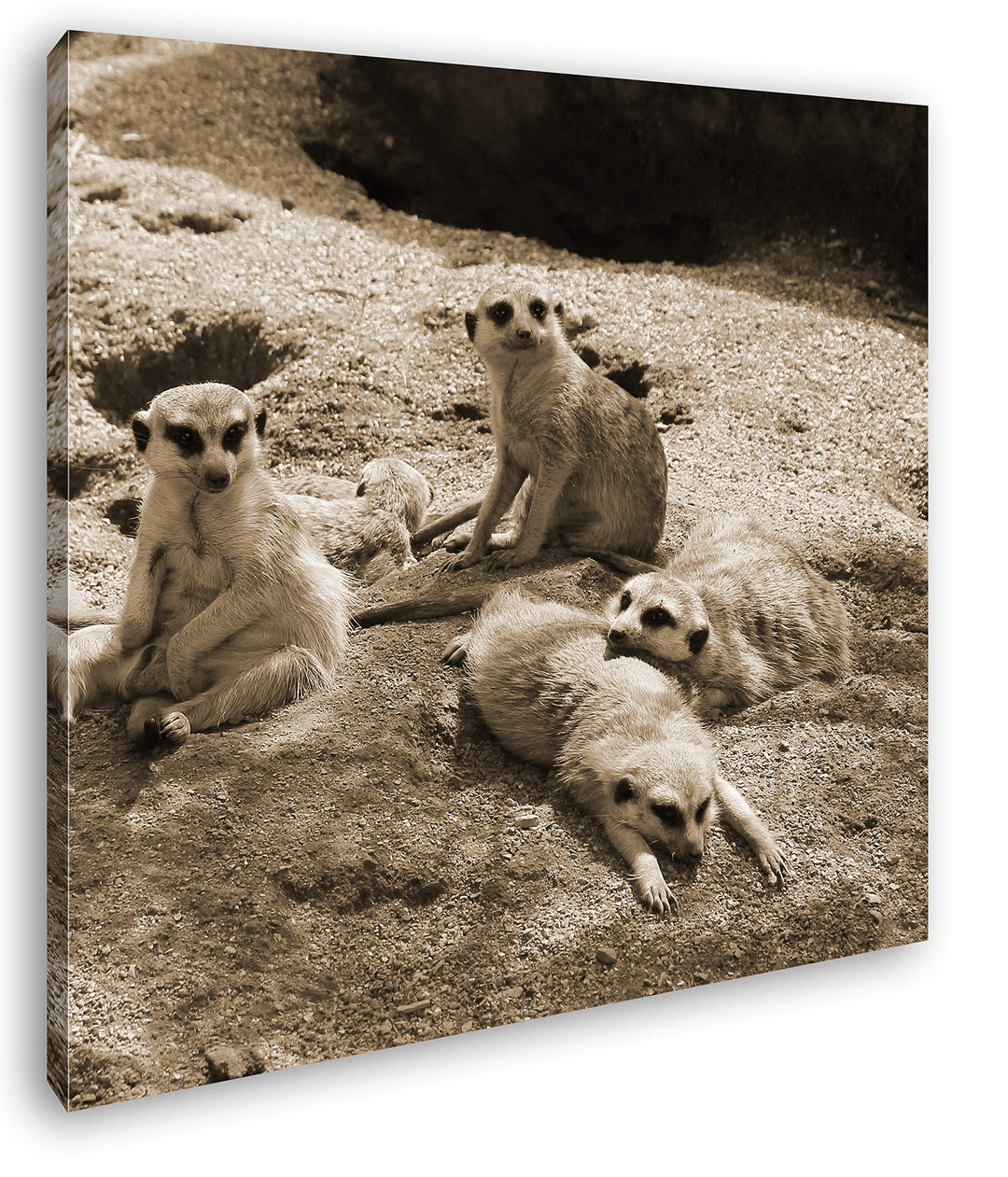 deyoli niedliche Erdmännchen Familie im Format: 60x60 Effekt: Sepia als Leinwandbild, Motiv auf Echt