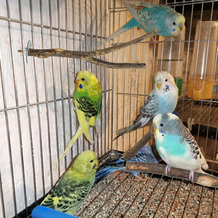 8 Stück Natur Sitzstangen Set für Vögel, Naturholzstangen Vogelständer Vogelzubehör Sitzstangen, Vog