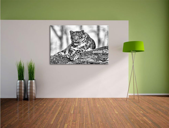 Pixxprint Schneeleopardin / 100x70cm Leinwandbild bespannt auf Holzrahmen/Wandbild Kunstdruck Dekora