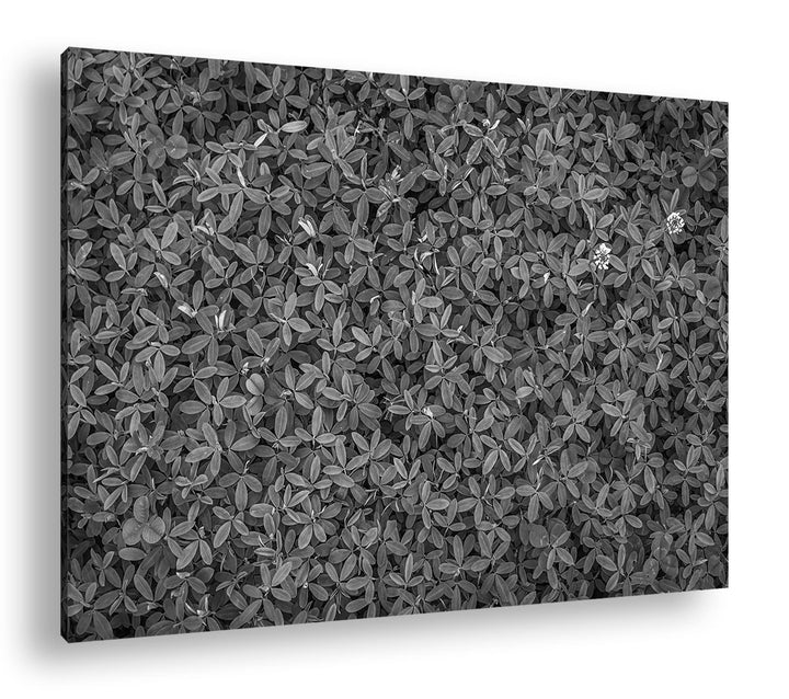 deyoli saftig grüne Kleewiese Effekt: Schwarz&Weiss Format: 80x60 als Leinwandbild, Motiv fertig ger