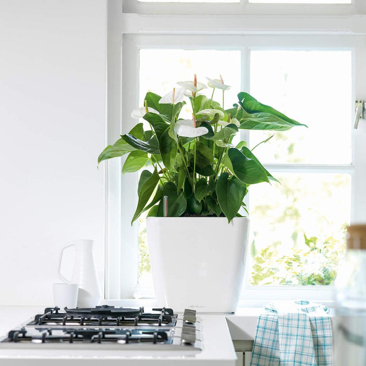 LECHUZA QUADRO Premium LS 35 weiss hochglanz 16160 35x35x33 cm Weiss Hochglanz, 35x35x33 cm Weiss Ho