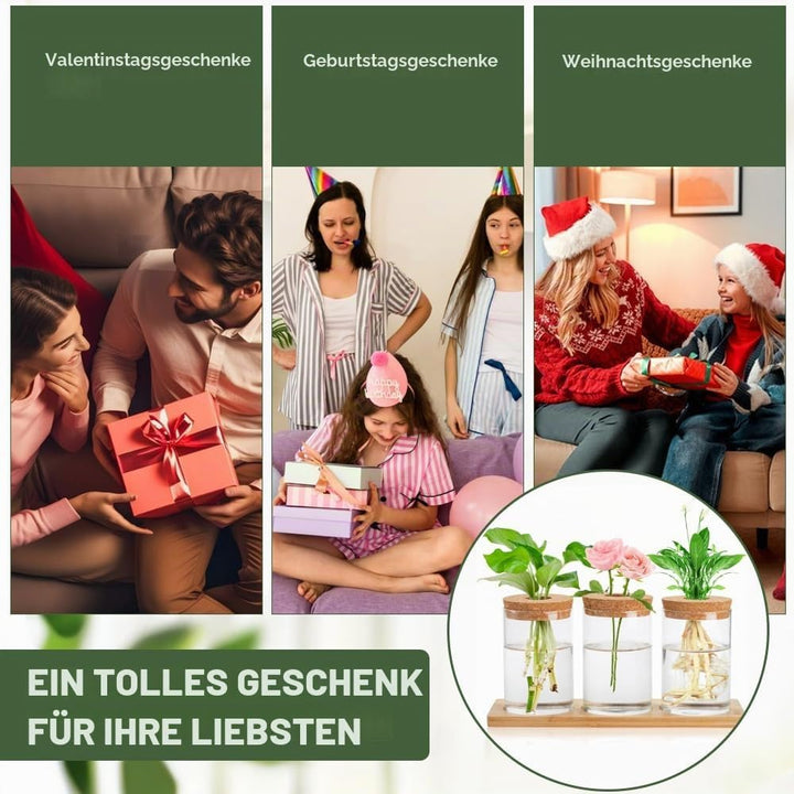 3Stk Pflanzenterrarium Hydrokultur Vermehrungsstation Pflanzen Anzuchtstation Ableger Pflanzen Glas