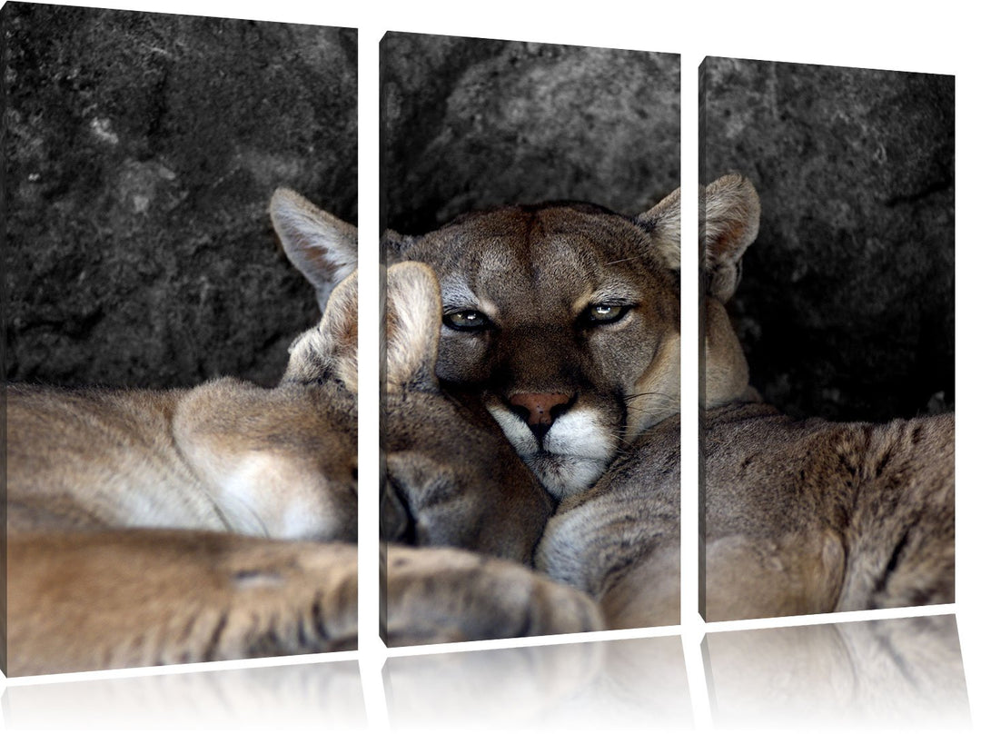 Pixxprint verschlafenes Puma Paar B&W Detail 3-Teiler Leinwandbild 120x80 Bild auf Leinwand