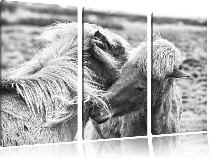 Pixxprint Islandpferde Pony Kunst B&W als Leinwandbild/Grösse: 3 Teilig (120x80) / Wandbild/Kunstdru