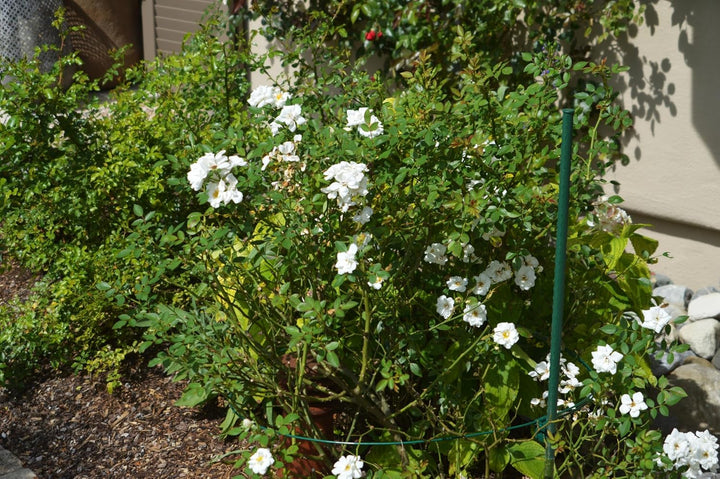 Pflanzenstütze für grosse Stauden wie Hortensien &amp; Pfingstrosen | 3X Staudenhalter XL mit Zusatzhalt
