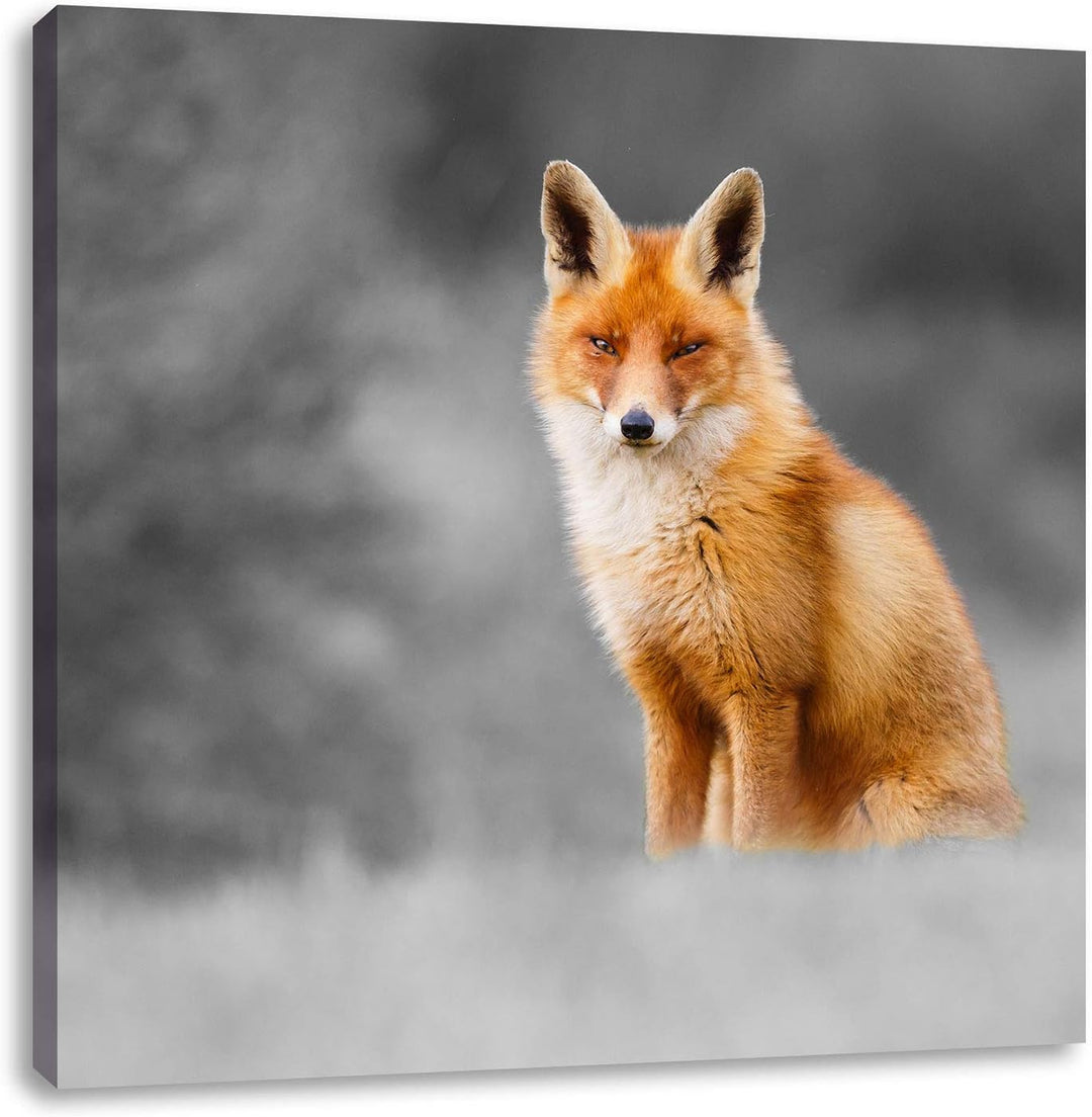 Pixxprint prachtvoller Fuchs schwarz/weiss, Format: 70x70 auf Leinwand, 70x70