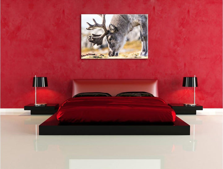 süsses Rentier beim Essen, Format: 100x70 auf Leinwand, XXL riesige Bilder fertig gerahmt mit Keilra