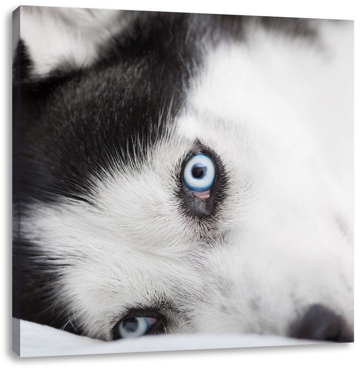 Pixxprint Husky mit Eisblauen Augen im Bett, Format: 70x70 auf Leinwand, 70x70