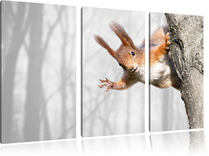 Pixxprint Neugierig rotes Eichhörnchen als Leinwandbild/Grösse: 3 Teilig (120x80 cm) cm/Wandbild/Kun