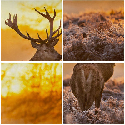 Wandbilder Dekoration Wohnzimmer Herbst landschaft natur blatt Panorama Bilder auf Leinwand 120x50cm