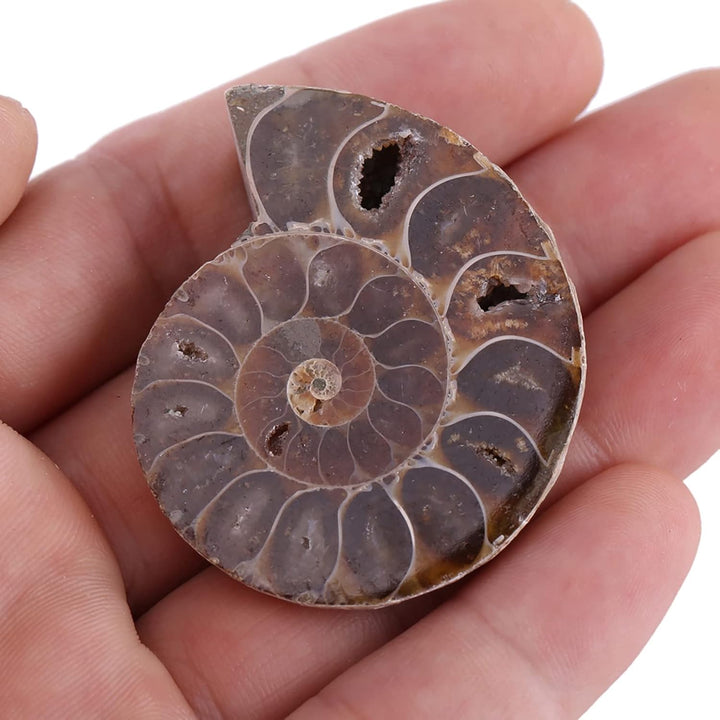 2 X AmmonitExemplar, Natürliches AmmonitExemplar Shell Madagaskar(4cm/1.57inch), 4cm/1.57inch