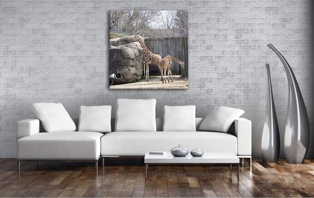 deyoli Zwei Giraffen in Einem Gehege Format: 70x70 als Leinwandbild, Motiv fertig gerahmt auf Echtho