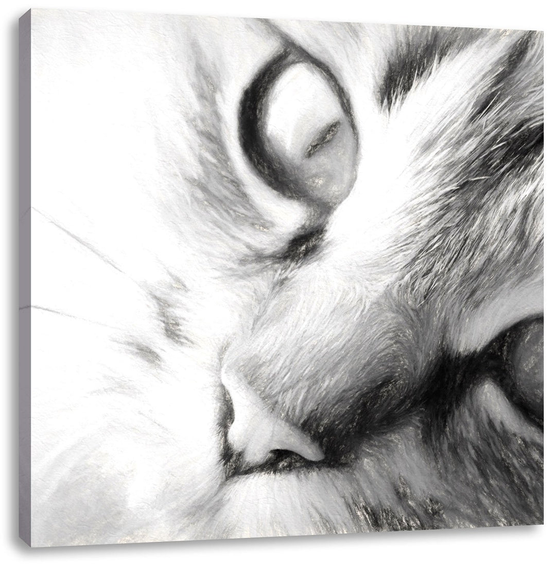 Pixxprint Graue Katze, Format: 70x70 auf Leinwand, XXL riesige Bilder fertig gerahmt mit Keilrahmen,