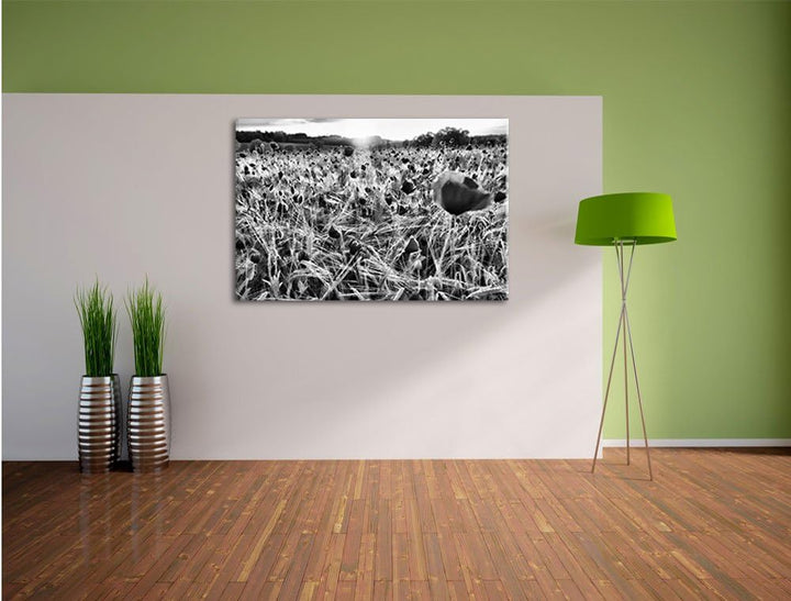 Pixxprint Mohnfeld bei Sonnenuntergang als Leinwandbild/Grösse: 100x70 cm/Wandbild/Kunstdruck/fertig