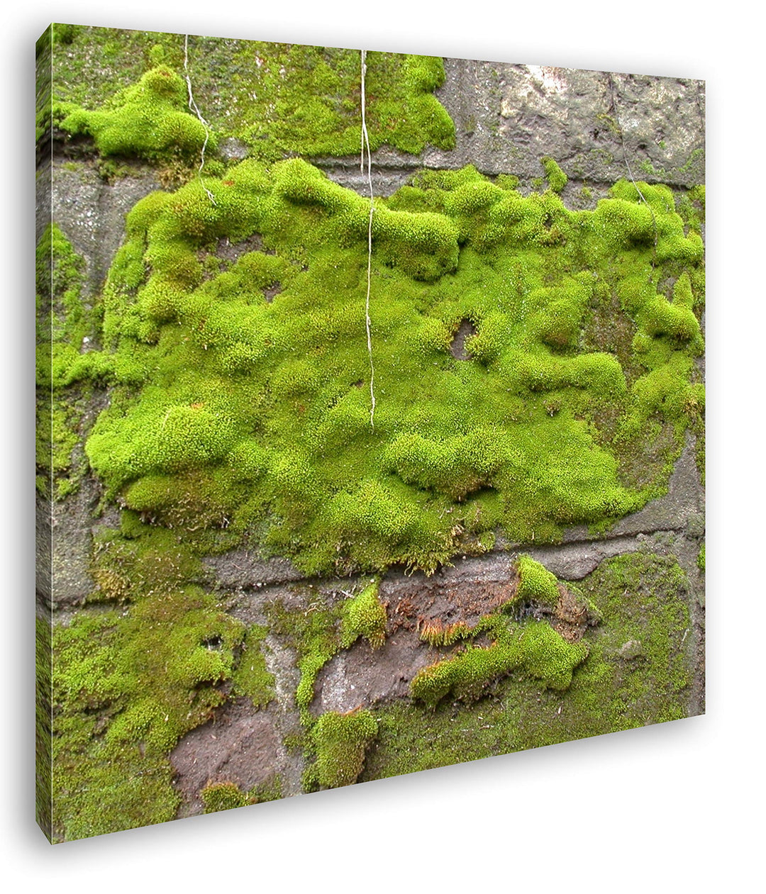deyoli Moos auf Einer Steinwand Format: 70x70 als Leinwandbild, Motiv fertig gerahmt auf Echtholzrah