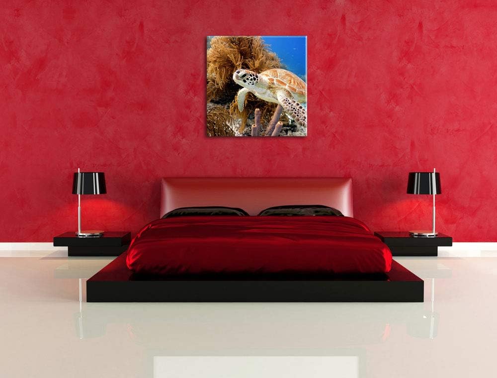 Meeresschildkröte, Format: 70x70 auf Leinwand, XXL riesige Bilder fertig gerahmt mit Keilrahmen, Kun