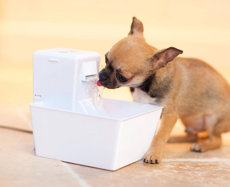 PetSafe Cube Aqua automatischer Trinkbrunnen, Wasserspender für kleine Hunde und Katzen, Mit Aktivko