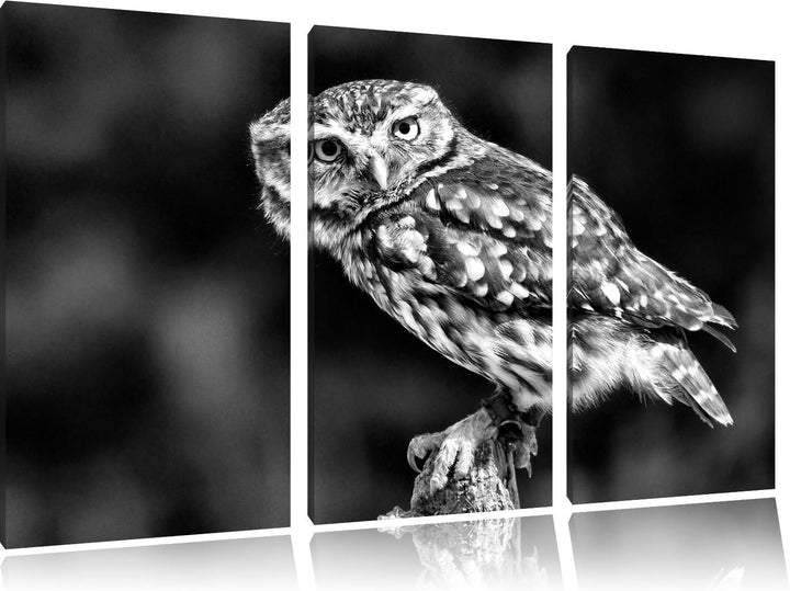Pixxprint kleine Eule als Leinwandbild/Grösse: 3 Teilig (120x80) cm/Wandbild/Kunstdruck/fertig bespa