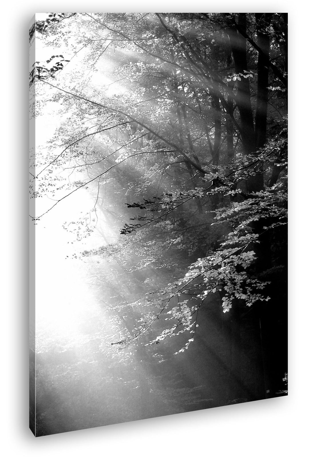 deyoli herbstlicher Wald mit Sonnenstrahlen Effekt: Schwarz/Weiss im Format: 80x60 als Leinwandbild,