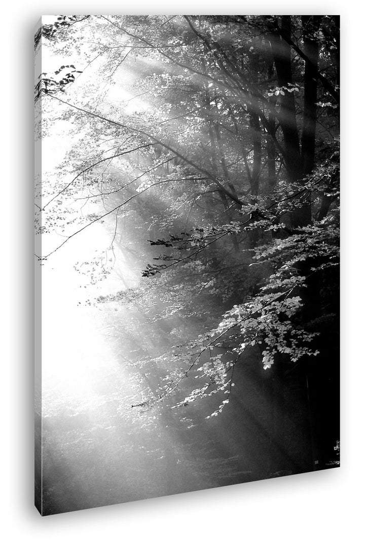 deyoli herbstlicher Wald mit Sonnenstrahlen Effekt: Schwarz/Weiss im Format: 80x60 als Leinwandbild,