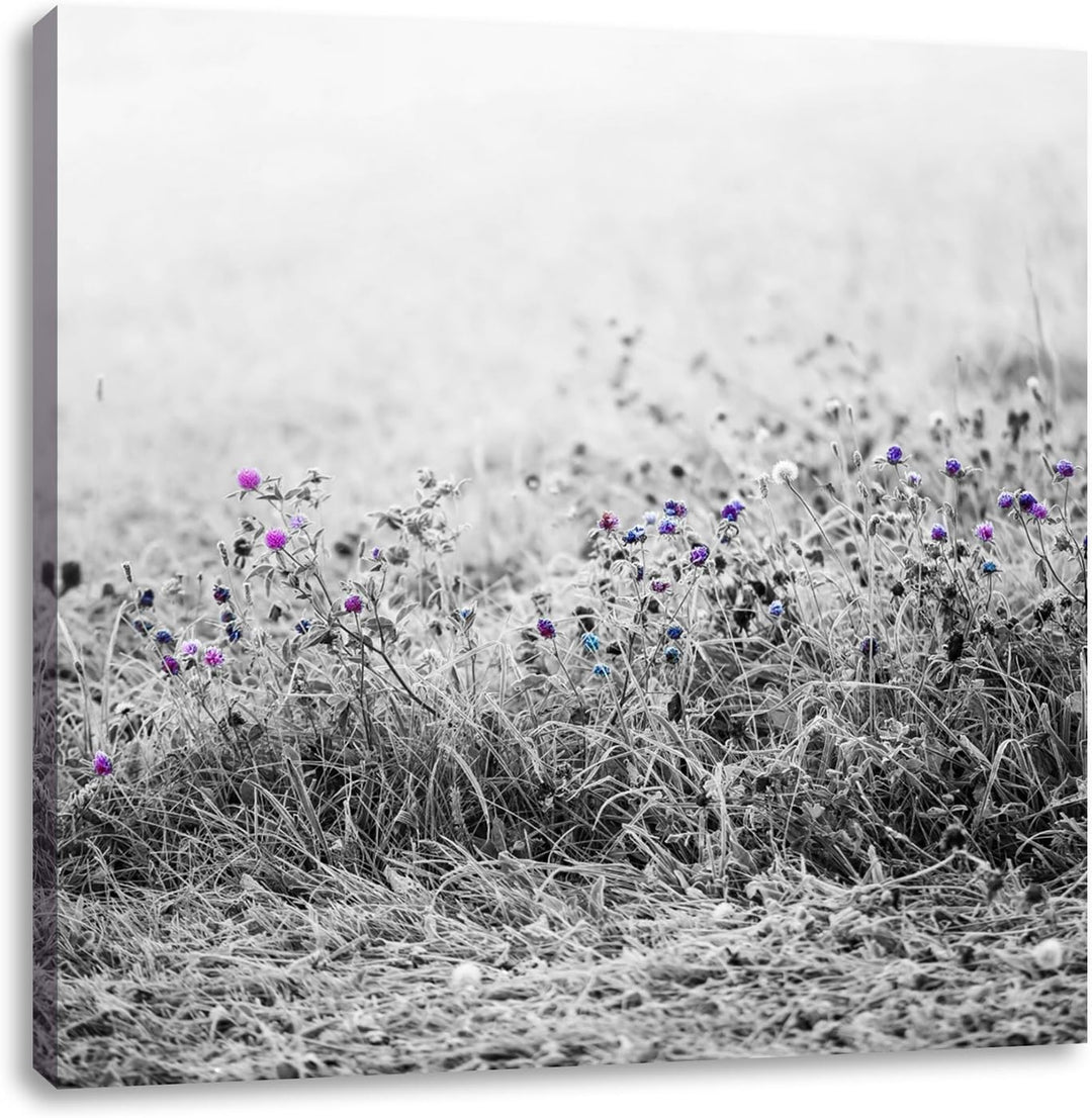 Pixxprint Distel Feld im Retro Look als Leinwandbild | Grösse: 70x70 cm | Wandbild| Kunstdruck | fer
