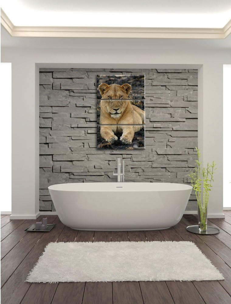Pixxprint Löwin ruht auf Boden 3-Teiler Leinwandbild 120x80 Bild auf Leinwand