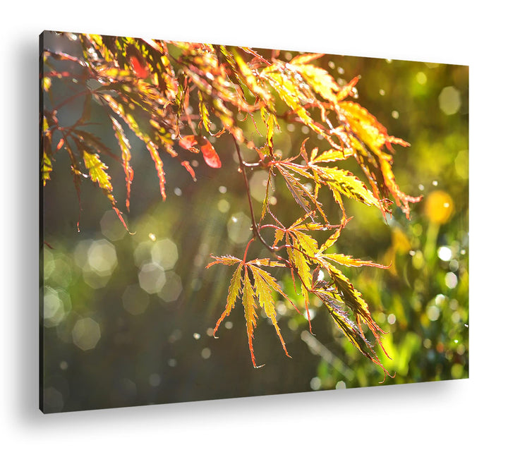 deyoli Ahornblätter im Herbst Format: 80x60 als Leinwand, Motiv fertig gerahmt auf Echtholzrahmen, H