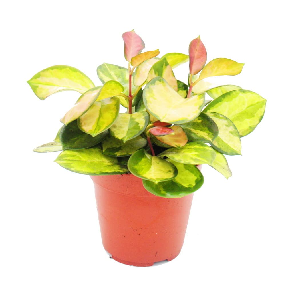 Exotenherz Zimmerpflanze hängend - Hoya carnosa "Lisa" - buntblättrige Porzellanblume - Wachsblume -