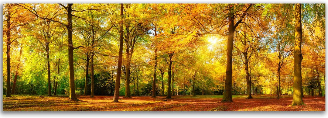 Feeby Bilder Wald Baum XXL100x40 cm 1Teilig Wohnzimmer Schlafzimmer Bilder Wandbilder Modern Leinwan
