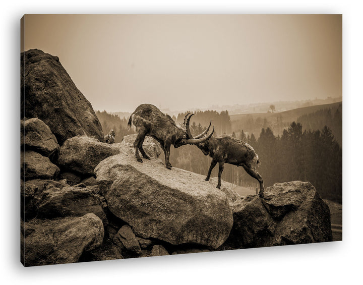 deyoli zwei kämpfende Steinböcke Format: 60x40 Effekt: Sepia als Leinwand, Motiv fertig gerahmt auf