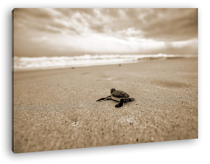 deyoli Kleine gestrandete Schildkröte Format: 100x70 Effekt: Sepia als Leinwand, Motiv fertig gerahm