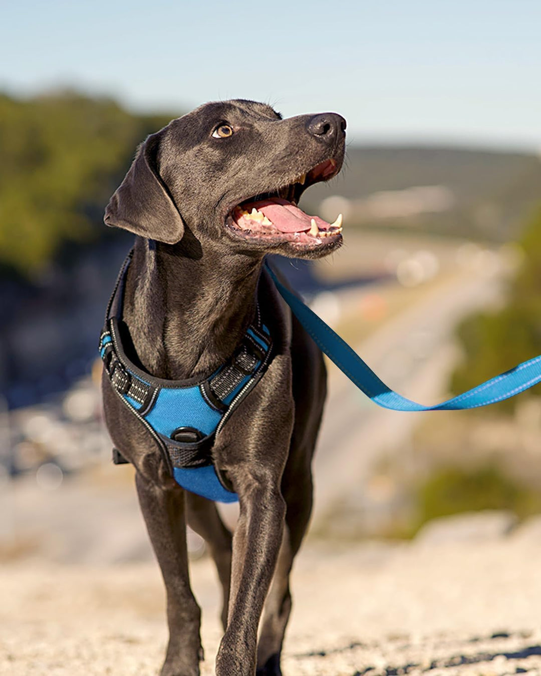 Joytale Anti-Zug Hundegeschirr für grosse Hunde, Blau, L | Perfekter Sitz, gepolstert &amp; reflektieren