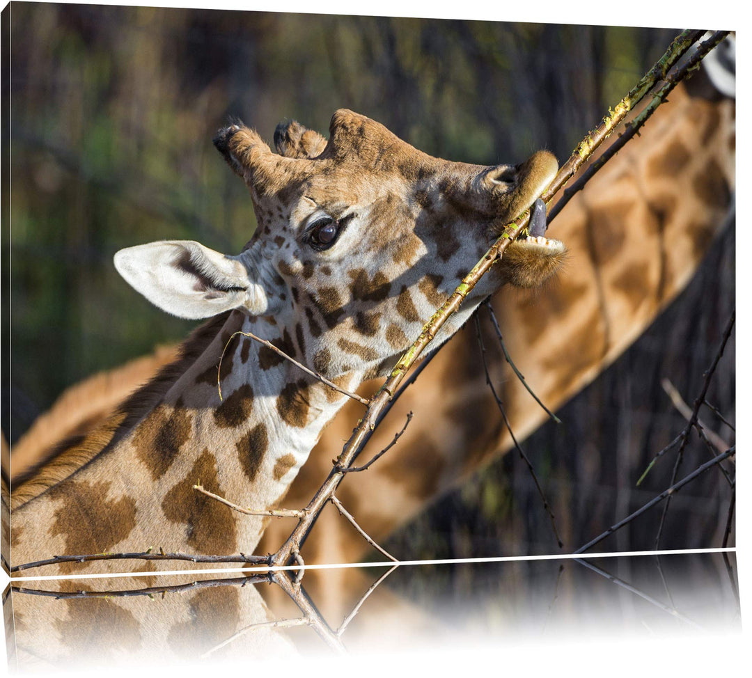 Pixxprint fressende Giraffe auf Leinwand, XXL riesige Bilder fertig gerahmt mit Keilrahmen, Kunstdru