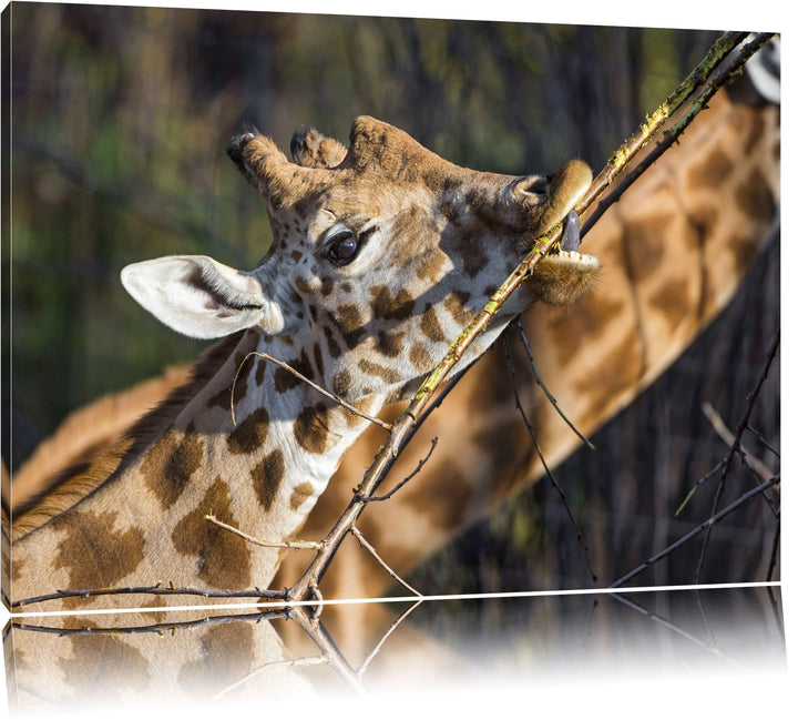 Pixxprint fressende Giraffe auf Leinwand, XXL riesige Bilder fertig gerahmt mit Keilrahmen, Kunstdru