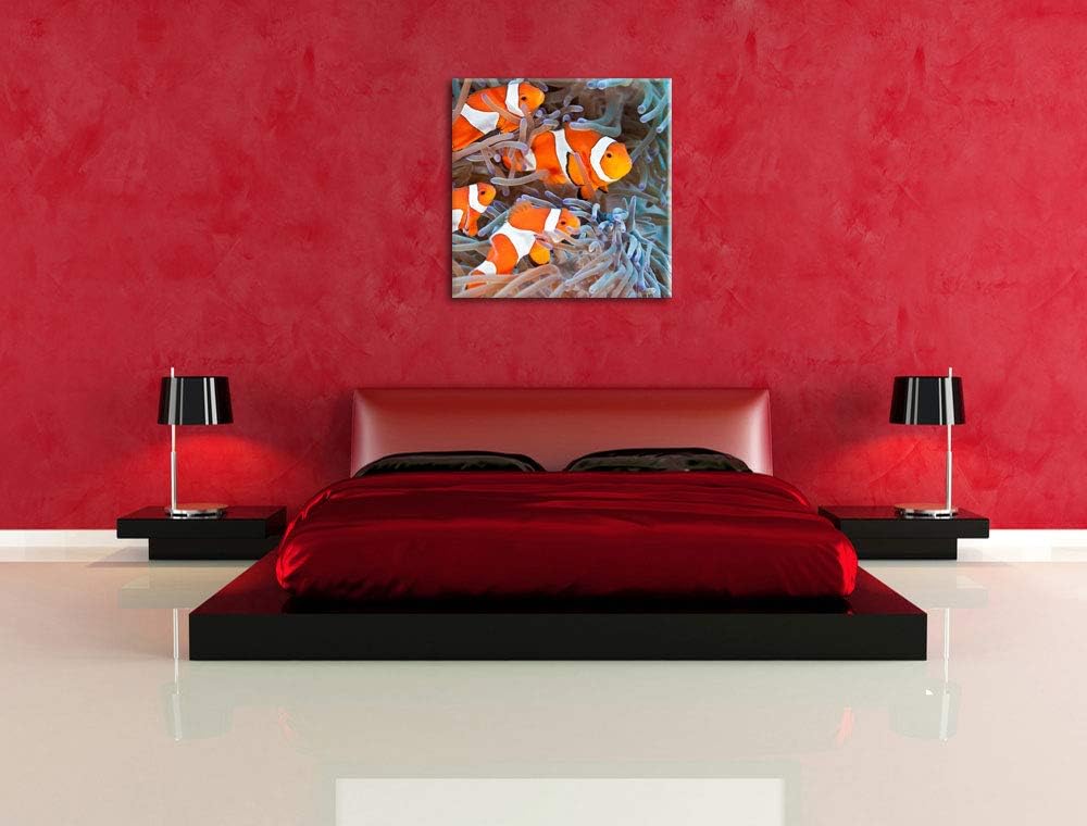 Clownsfische in Anemone, Format: 70x70 auf Leinwand, XXL riesige Bilder fertig gerahmt mit Keilrahme