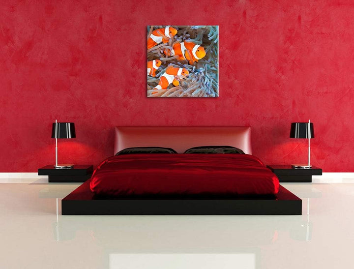 Clownsfische in Anemone, Format: 70x70 auf Leinwand, XXL riesige Bilder fertig gerahmt mit Keilrahme