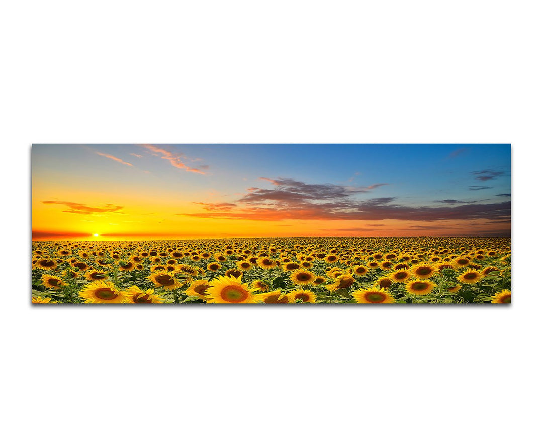 Paul Sinus Art Panoramabild auf Leinwand und Keilrahmen 150x50cm Sonnenblumenfeld Sonnenuntergang So