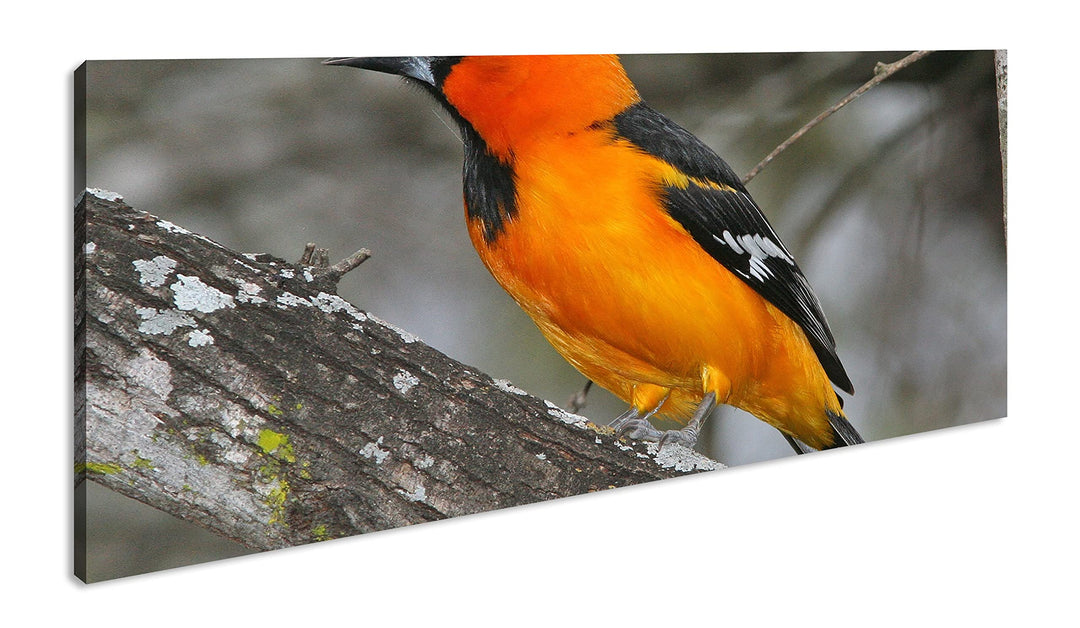 Anmutiger Vogel Panorama 120x60 cm als Leinwandbild, Motiv fertig gerahmt auf Echtholzrahmen, Hochwe