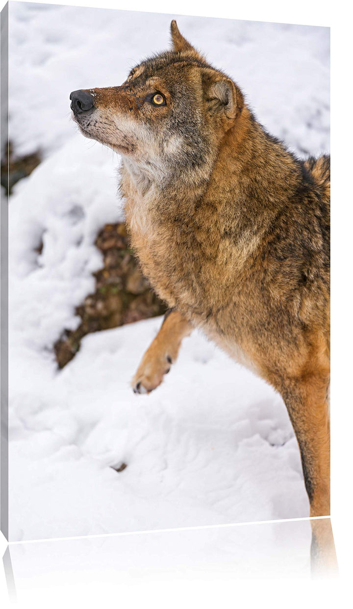 Pixxprint schöner Wolf im Schnee auf Leinwand, XXL riesige Bilder fertig gerahmt mit Keilrahmen, Kun