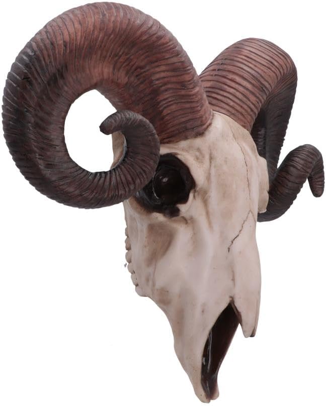 Nemesis Now Widder-Totenkopf-Wandschild, mittelgross, 32,5 cm, Elfenbeinfarben, Kunstharz, Einheitsg