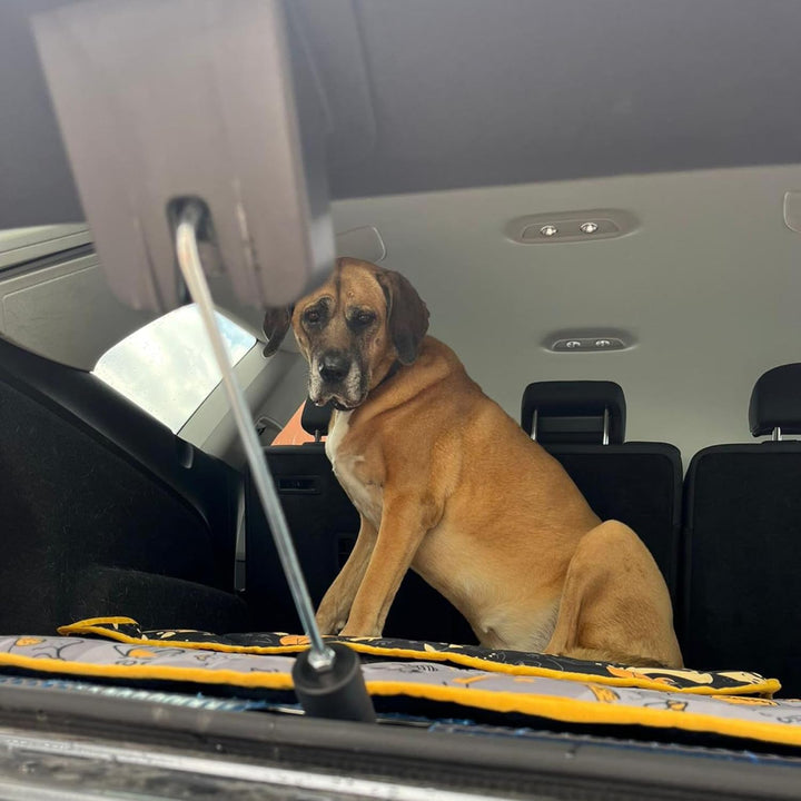 Dingo Gear Heckklappenaufsteller Auto – Kofferraum Lüftung für Hund, Heckklappenbegrenzer für sicher