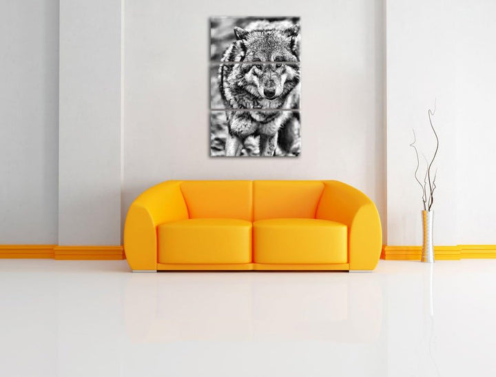 Pixxprint Monocrome, scheuer Wolf 3-Teiler Leinwandbild 120x80 Bild auf Leinwand
