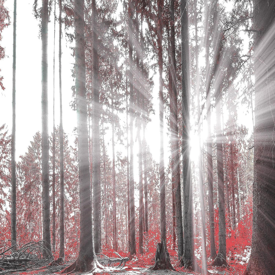 Runa Art Bild Schlafzimmer Wohnzimmer Wald Landschaft 5 Teilig Sonne Rot Wandbilder auf Vlies Leinwa