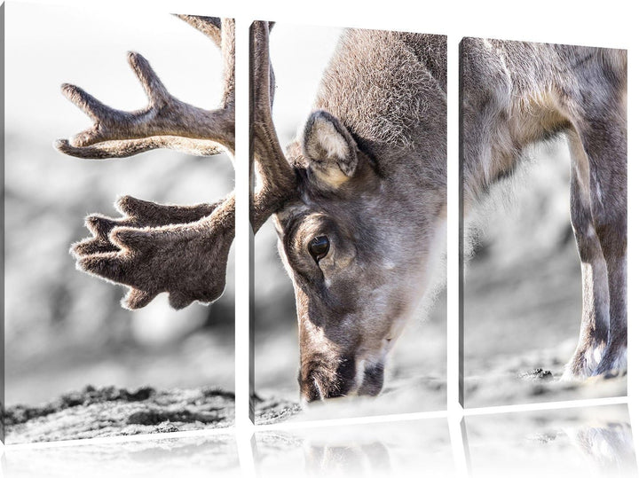 Pixxprint süsses Rentier beim Essen / 3-Teilig/Gesamtmass 120cm Leinwandbild bespannt auf Holzrahmen