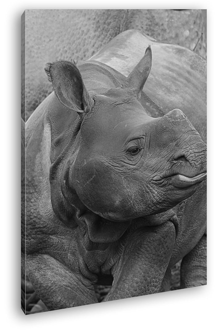 deyoli lustiges Rhinoceros Format: 80x60 Effekt: Schwarz/Weiss als Leinwand, Motiv fertig gerahmt au