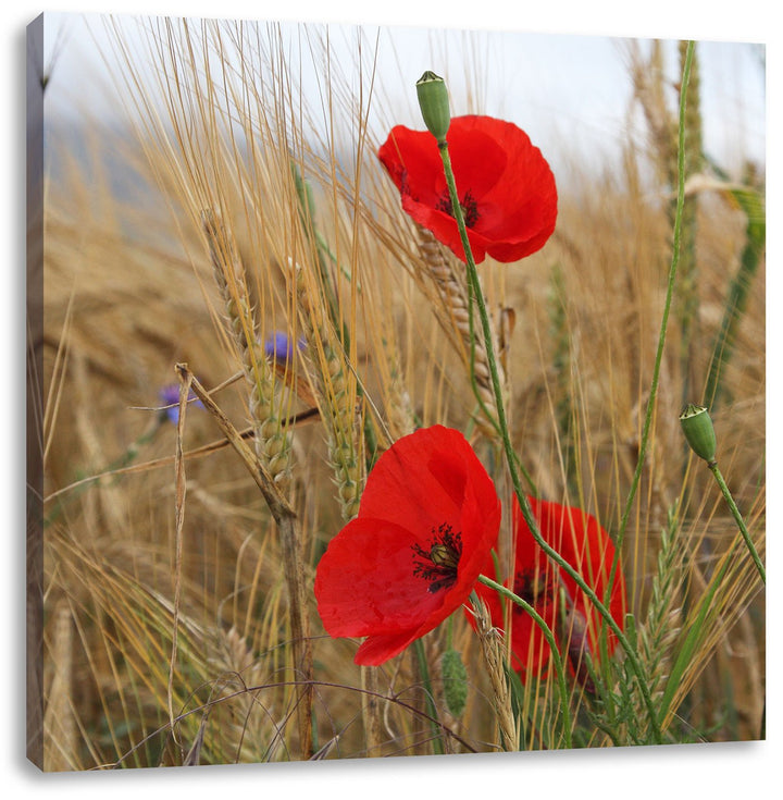 Mohnblumen im Getreidefeld, Format: 70x70 auf Leinwand, XXL riesige Bilder fertig gerahmt mit Keilra