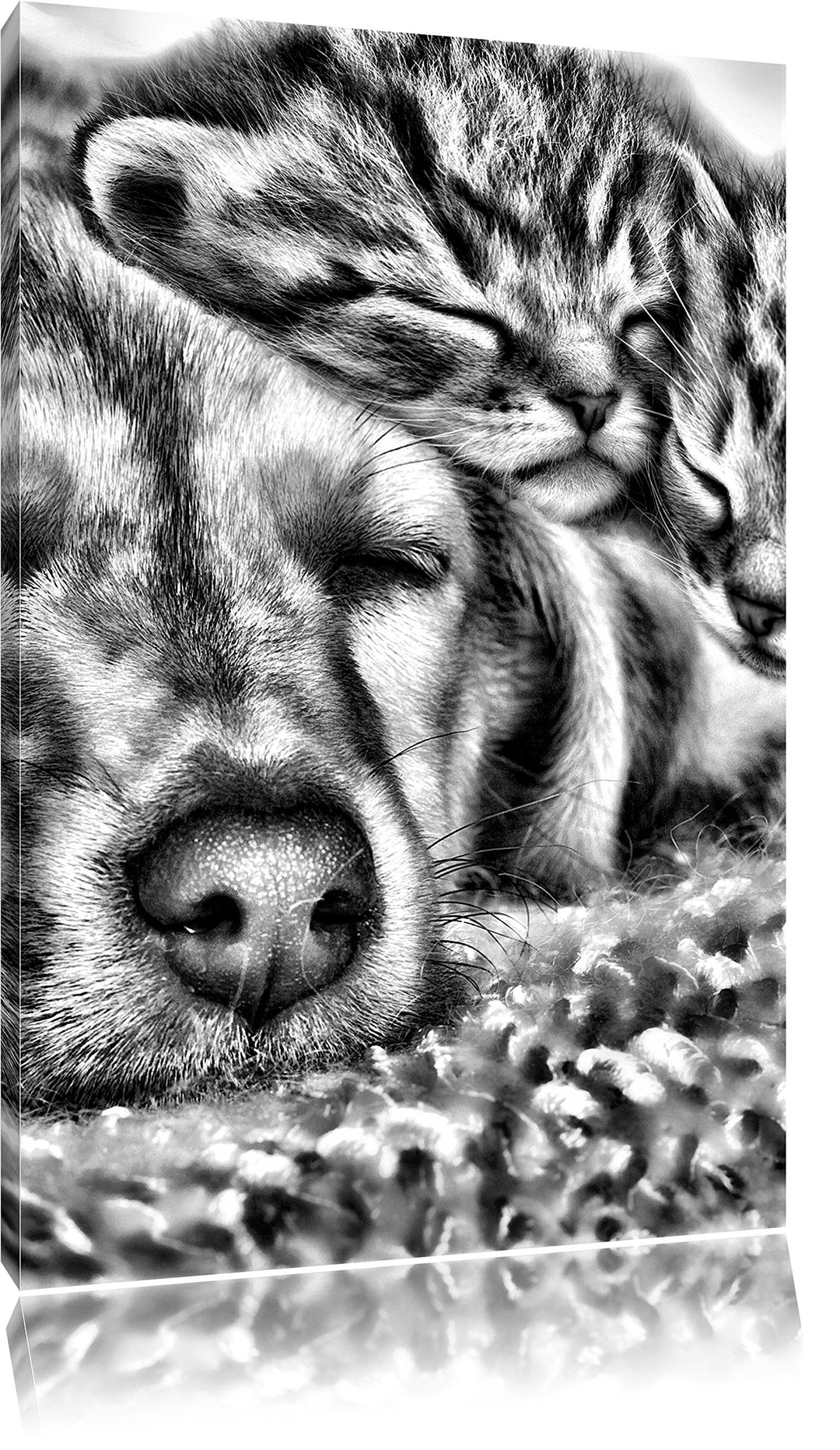 Pixxprint Kätzchen und Hund schmusend / 100x70cm Leinwandbild bespannt auf Holzrahmen/Wandbild Kunst