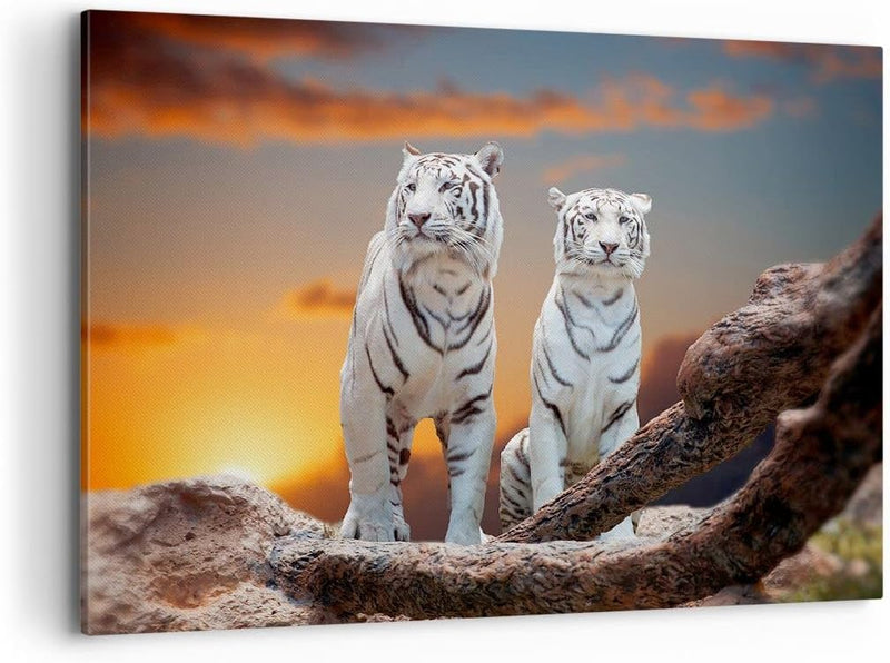 Bilder auf Leinwand 100x70cm Leinwandbild Tiger weiss Rock Sonnenuntergang Gross Wanddeko Bild Schla