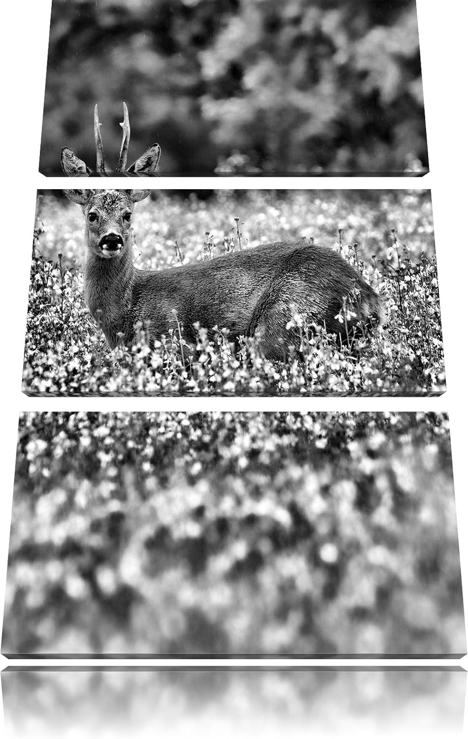 Pixxprint Monocrome, junger Hirsch auf Wildwiese 3-Teiler Leinwandbild 120x80 Bild auf Leinwand