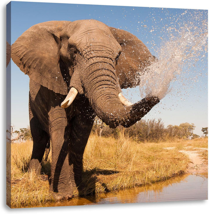 Pixxprint schöner Elefant spritzt mit Wasser als Leinwandbild/Grösse: 70x70 cm/Wandbild/Kunstdruck/f